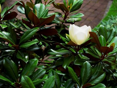 Magnolia grandiflora 'DD Blanchard' - šácholán velkokvětý